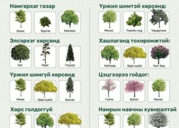 Хашаандаа ямар модыг хаана яаж тарих тухай зөвлөмж